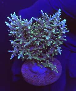 Yellow Tips Dragon Mini Colônia