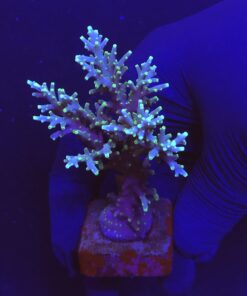 Yellow Tips Dragon Mini Colônia