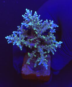 Yellow Tips Dragon Mini Colônia