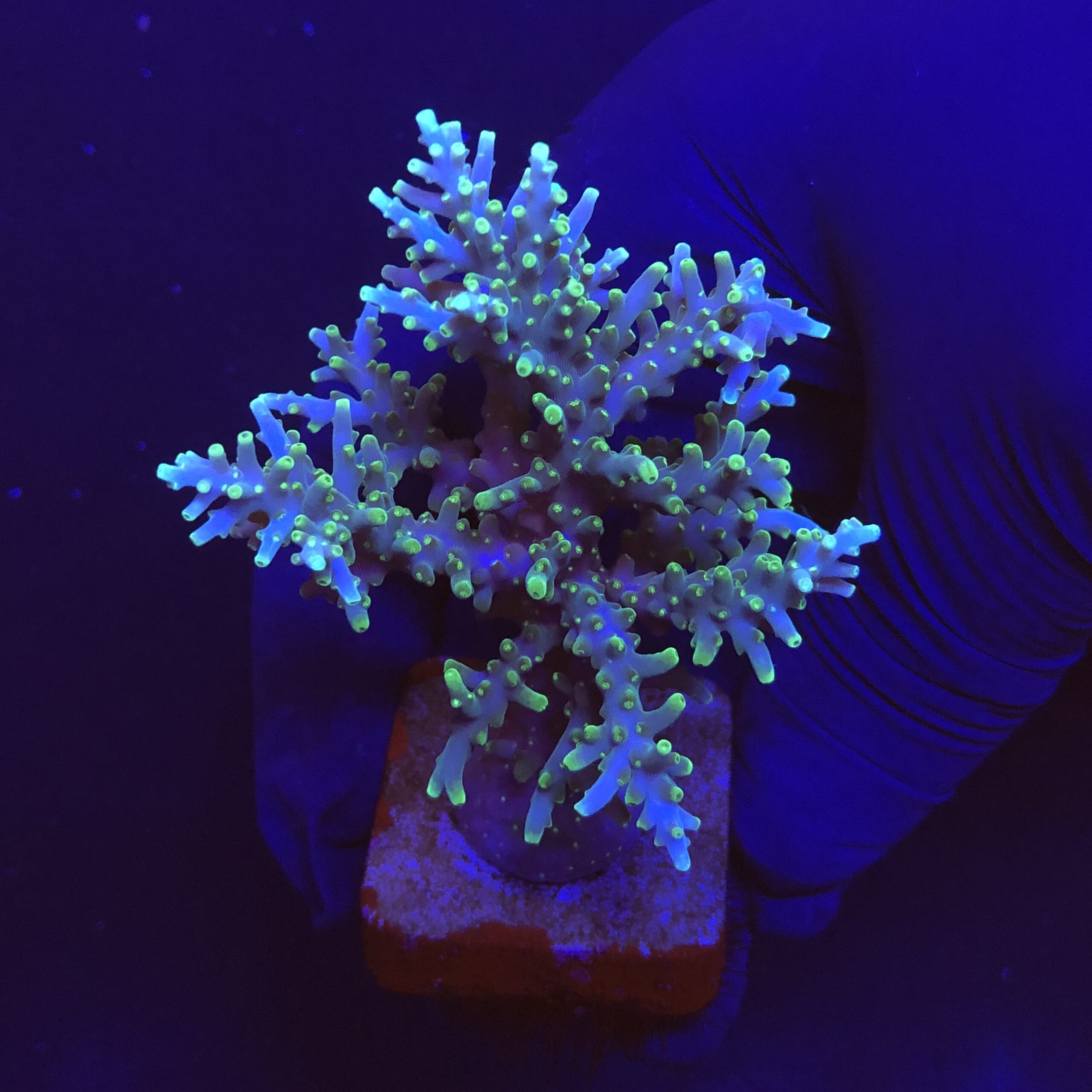 Yellow Tips Dragon Mini Colônia