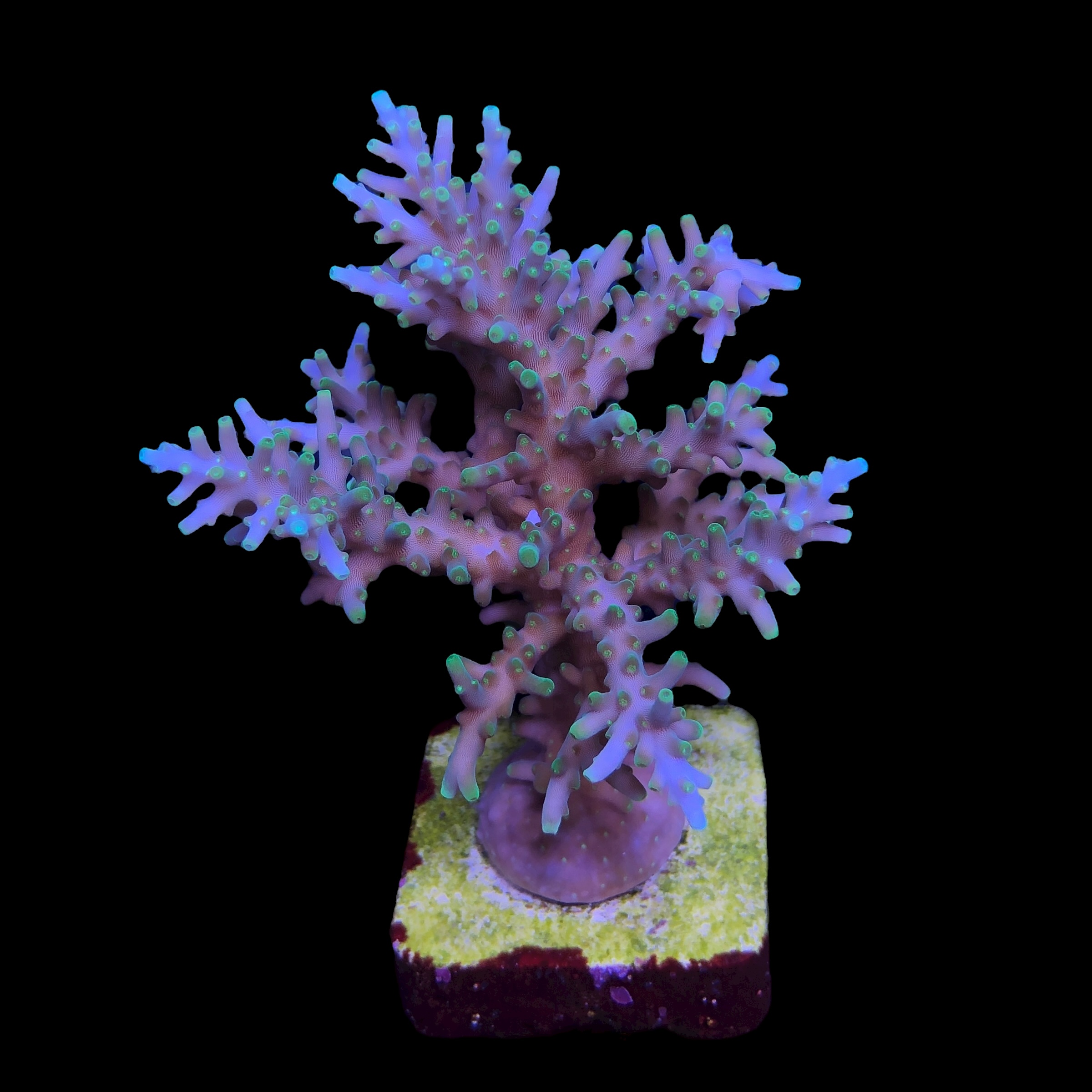 Yellow Tips Dragon Mini Colônia - Imagem 2