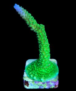 Alternative view of Yongei Green Blue Tips G