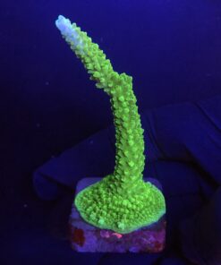 Yongei Green Blue Tips G