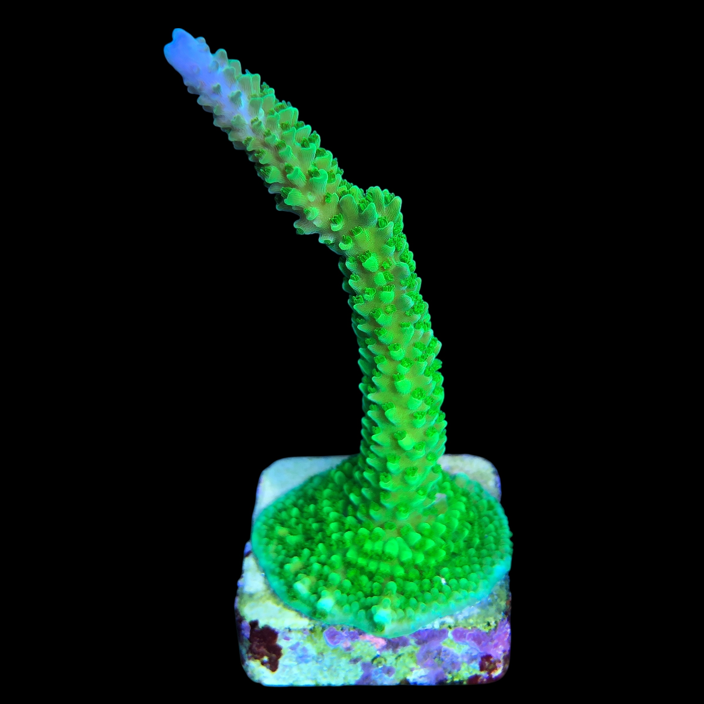 Yongei Green Blue Tips G - Imagem 2