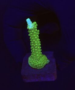 Yongei Green Blue Tips M