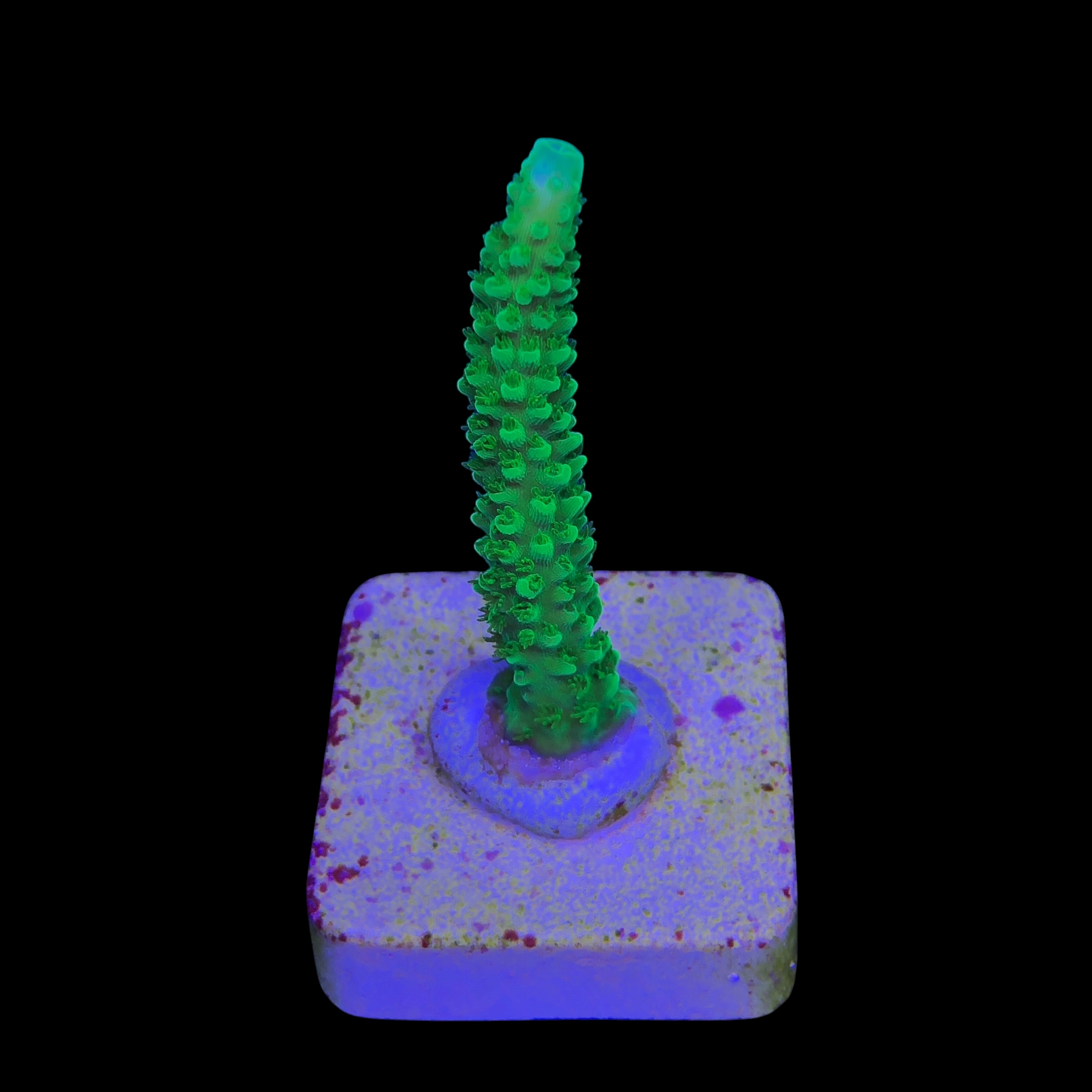 Yongei Green Blue Tips M - Imagem 2