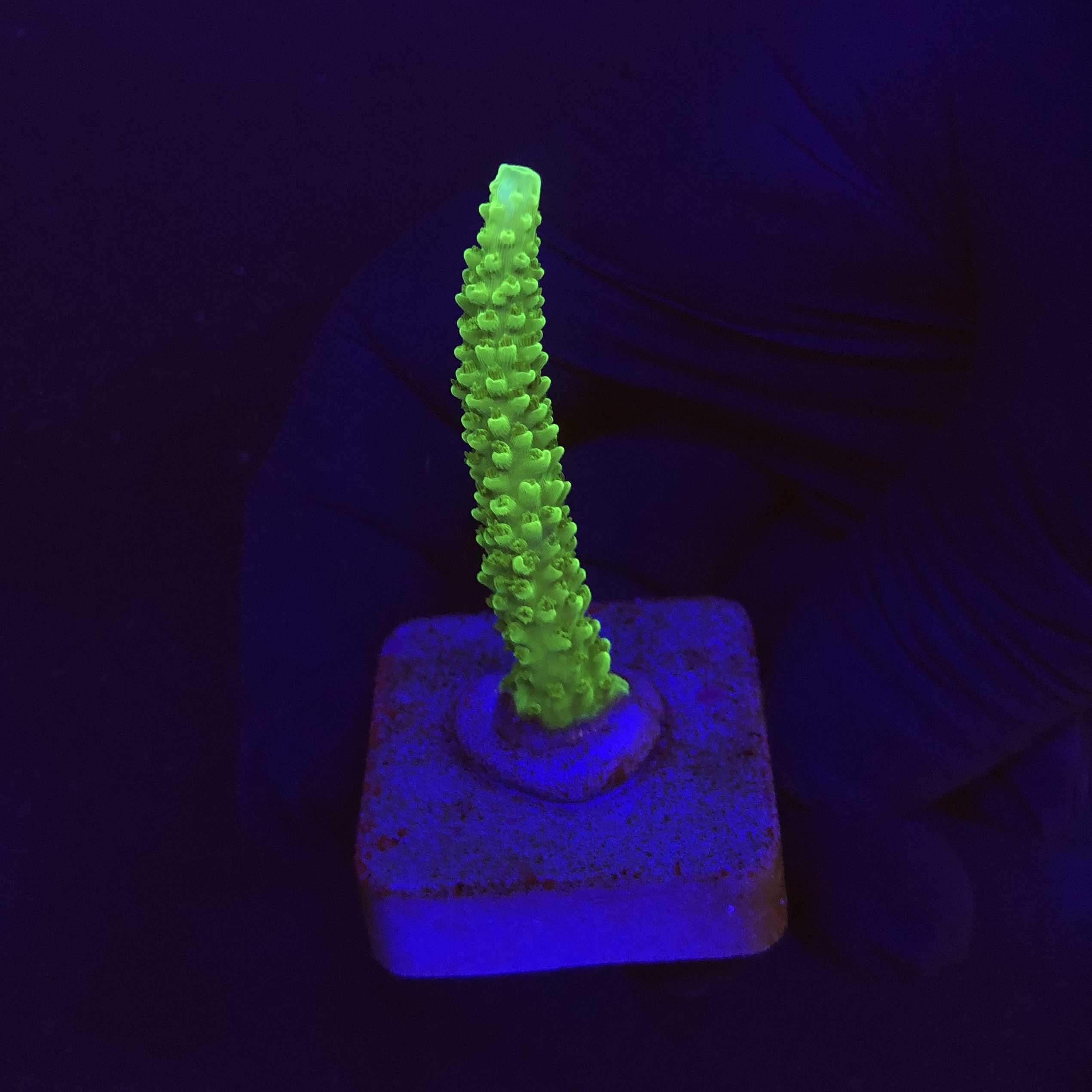 Yongei Green Blue Tips M