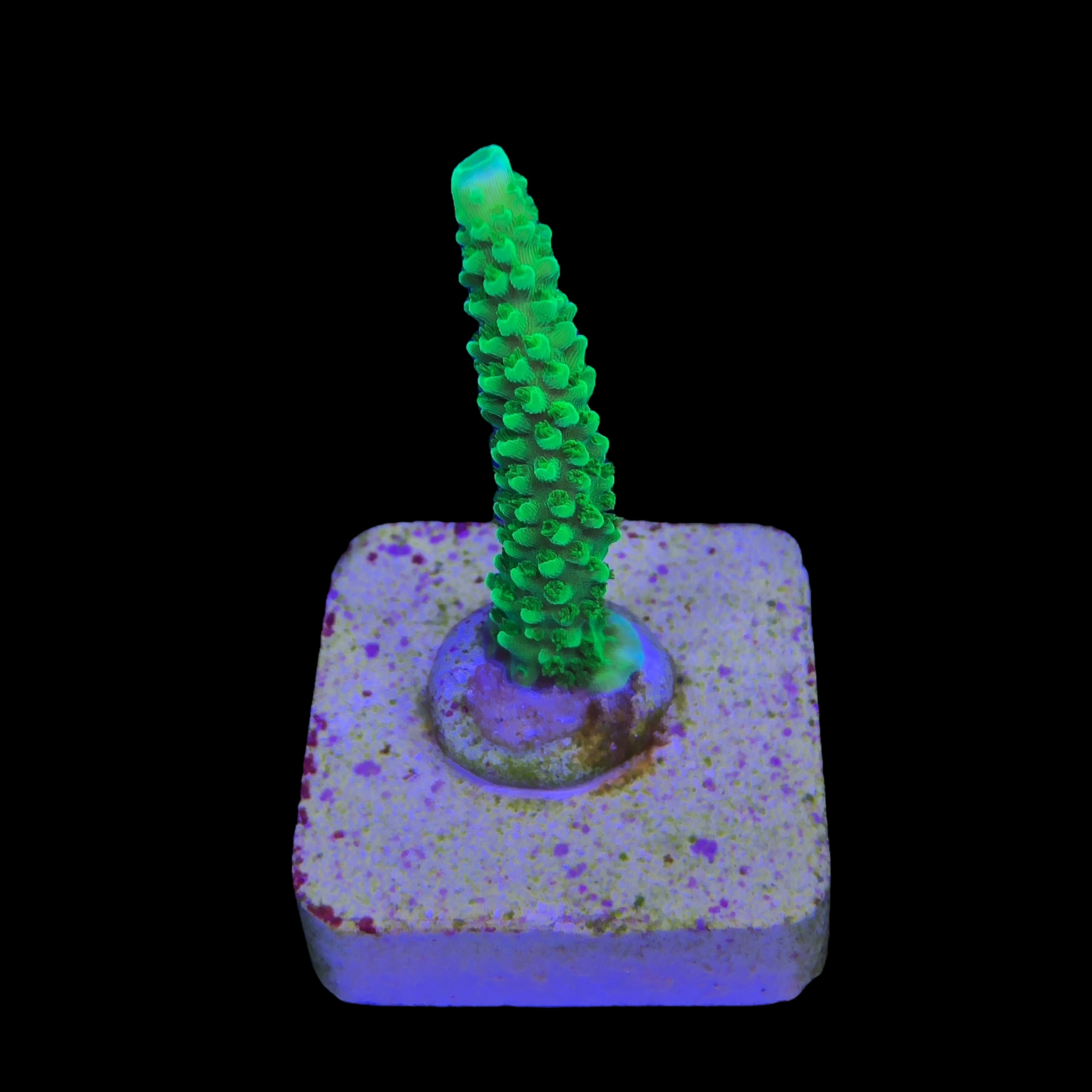 Yongei Green Blue Tips M - Imagem 2