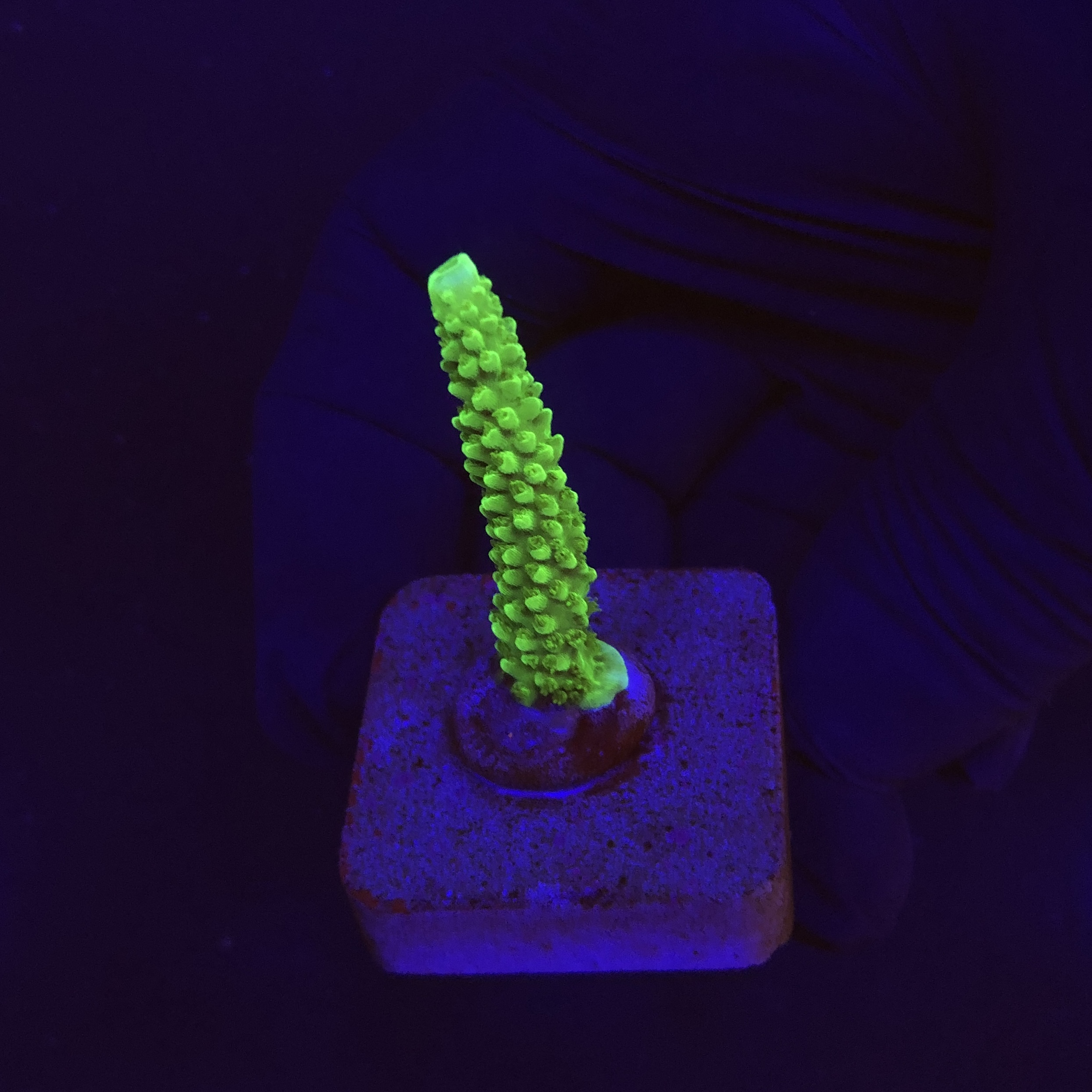 Yongei Green Blue Tips M