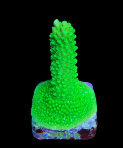 Yongei Green Blue Tips M