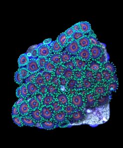 Zoanthus Watermelon Mini Colônia