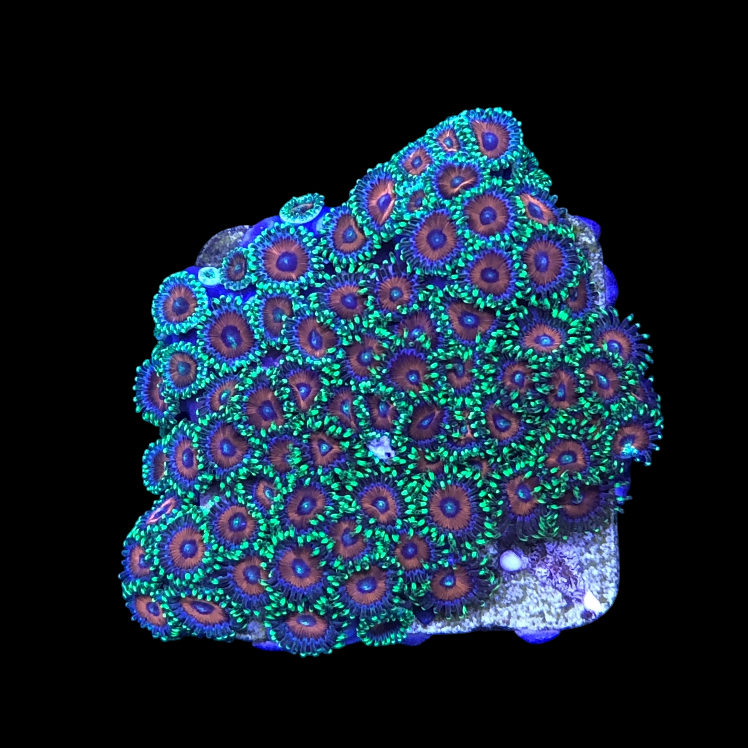 Zoanthus Watermelon Mini Colônia