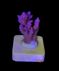 Alternative view of All Star M