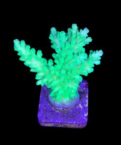 Alternative view of Austera Banana G