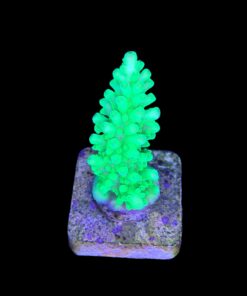 Alternative view of Austera Banana M