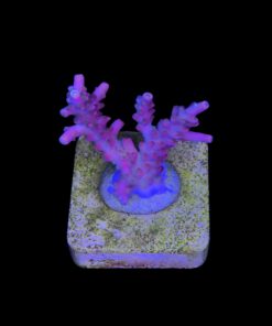 Alternative view of Austera Pink Yellow Tips M