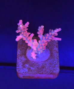 Austera Pink Yellow Tips M