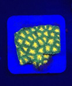 Stylocoeniella Burning Banana M