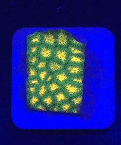 Stylocoeniella Burning Banana M