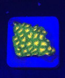 Stylocoeniella Burning Banana M