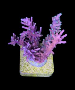 Alternative view of Cardus Mix G