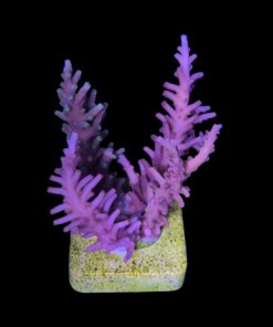 Alternative view of Cardus Mix G