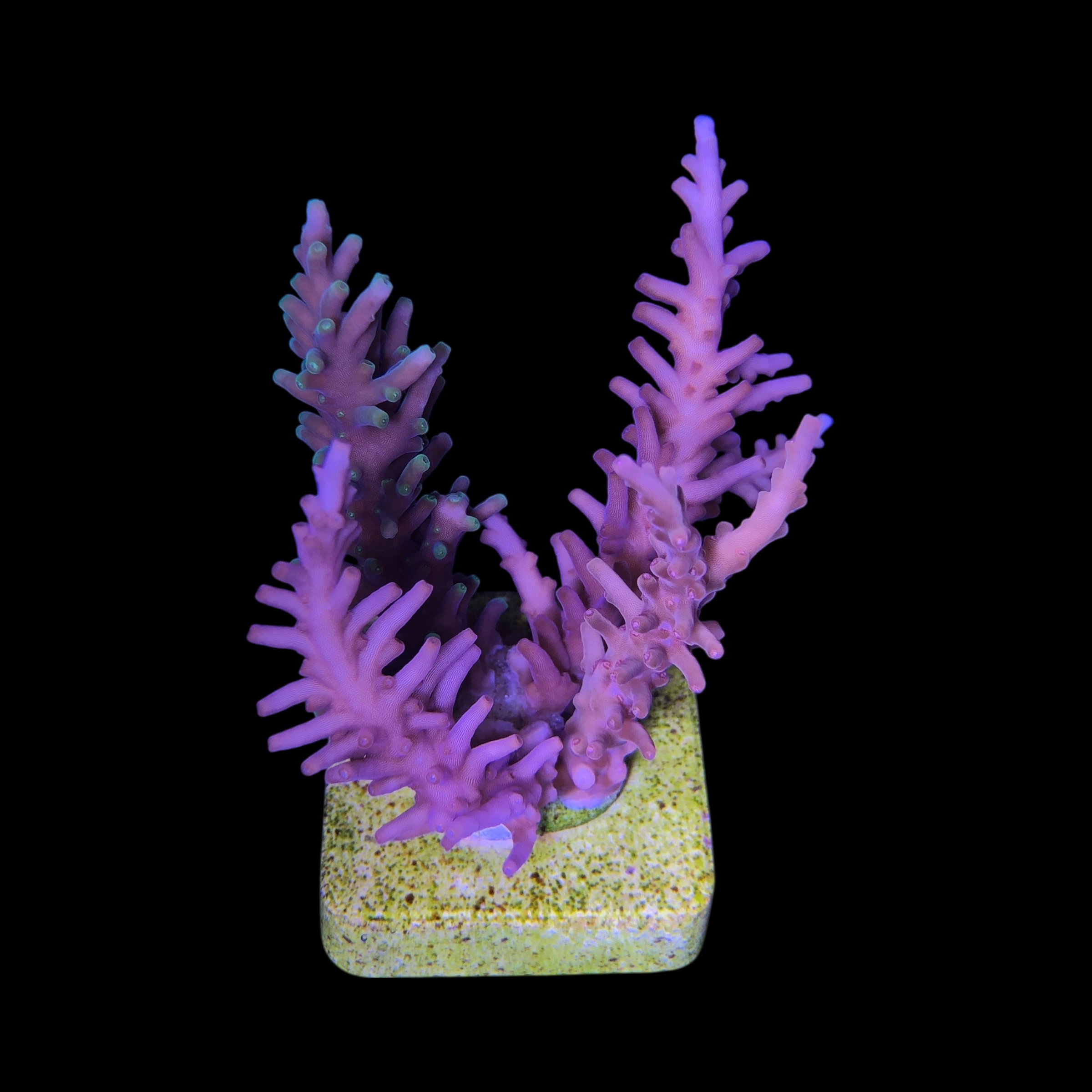 Cardus Mix G - Imagem 2