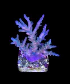 Caroliniana Purple Neon Polyps M