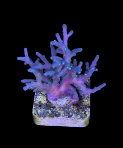 Caroliniana Purple Neon Polyps M