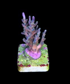 Caroliniana Purple Neon Polyps M