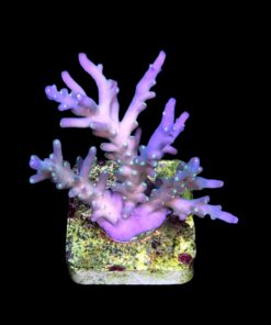 Caroliniana Purple M