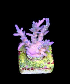 Caroliniana Purple Neon Polyps M