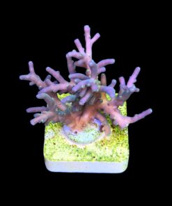 Caroliniana Purple Neon Polyps M