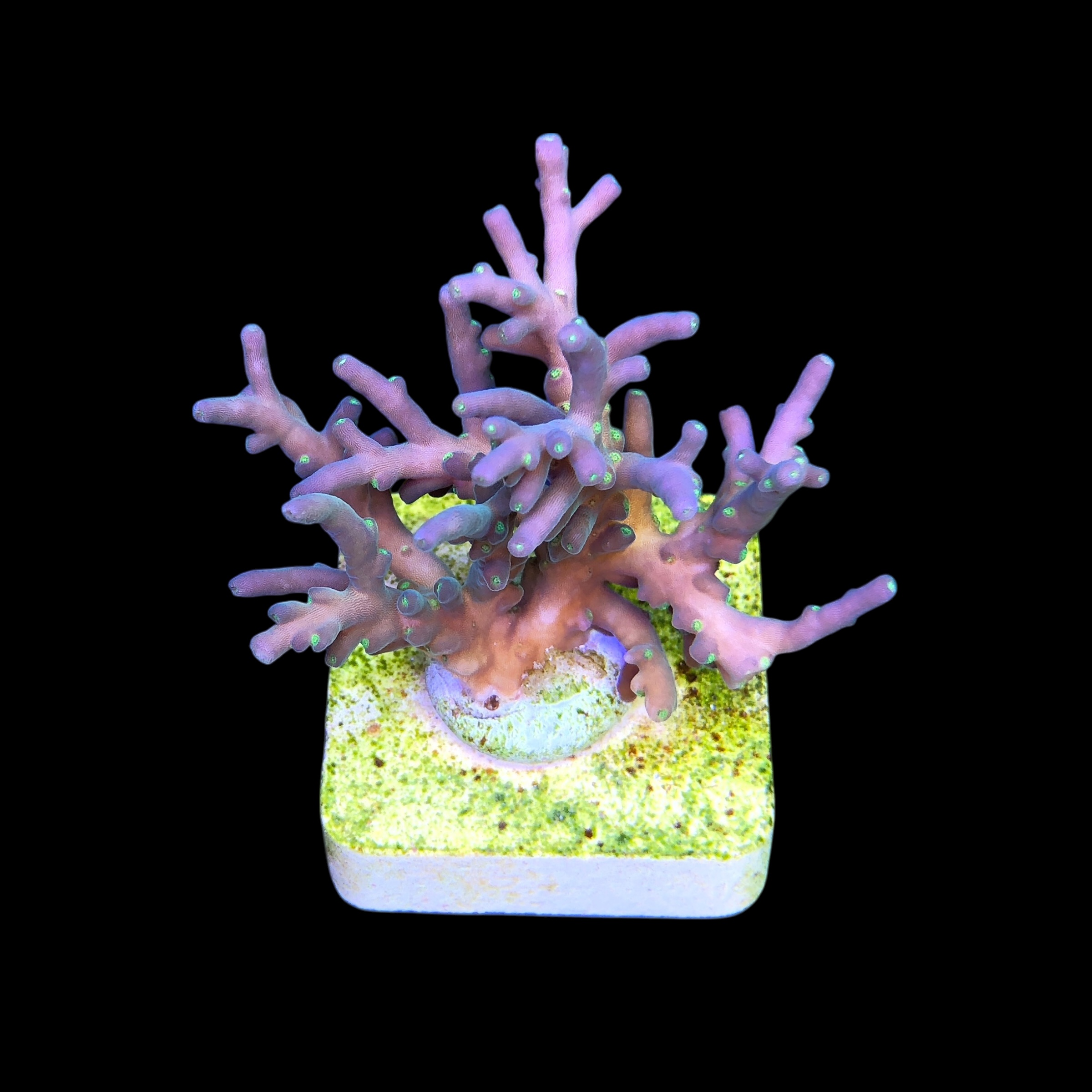 Caroliniana Purple Neon Polyps M