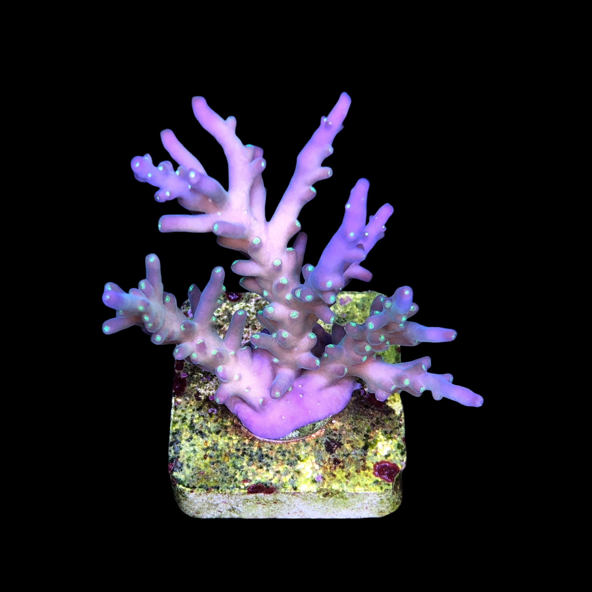 Caroliniana Purple M