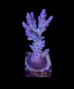 Alternative view of Cosmic G