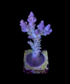 Alternative view of Cosmic G