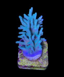 Alternative view of Echinata Green M