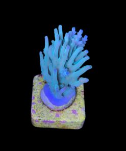 Alternative view of Echinata Green M