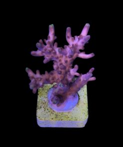 Alternative view of Fox Flame G