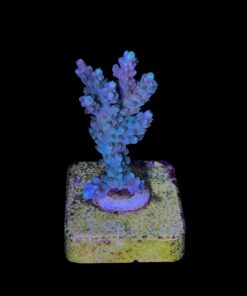 Alternative view of Fuzzy M