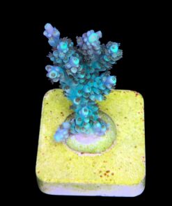 Alternative view of Fuzzy M