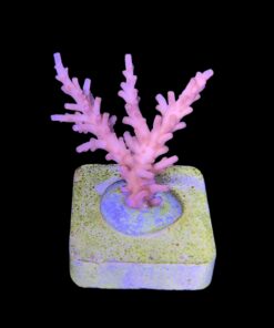 Alternative view of Golden Dragon M