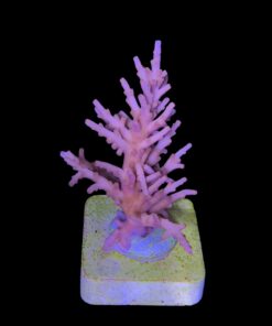 Alternative view of Golden Dragon M