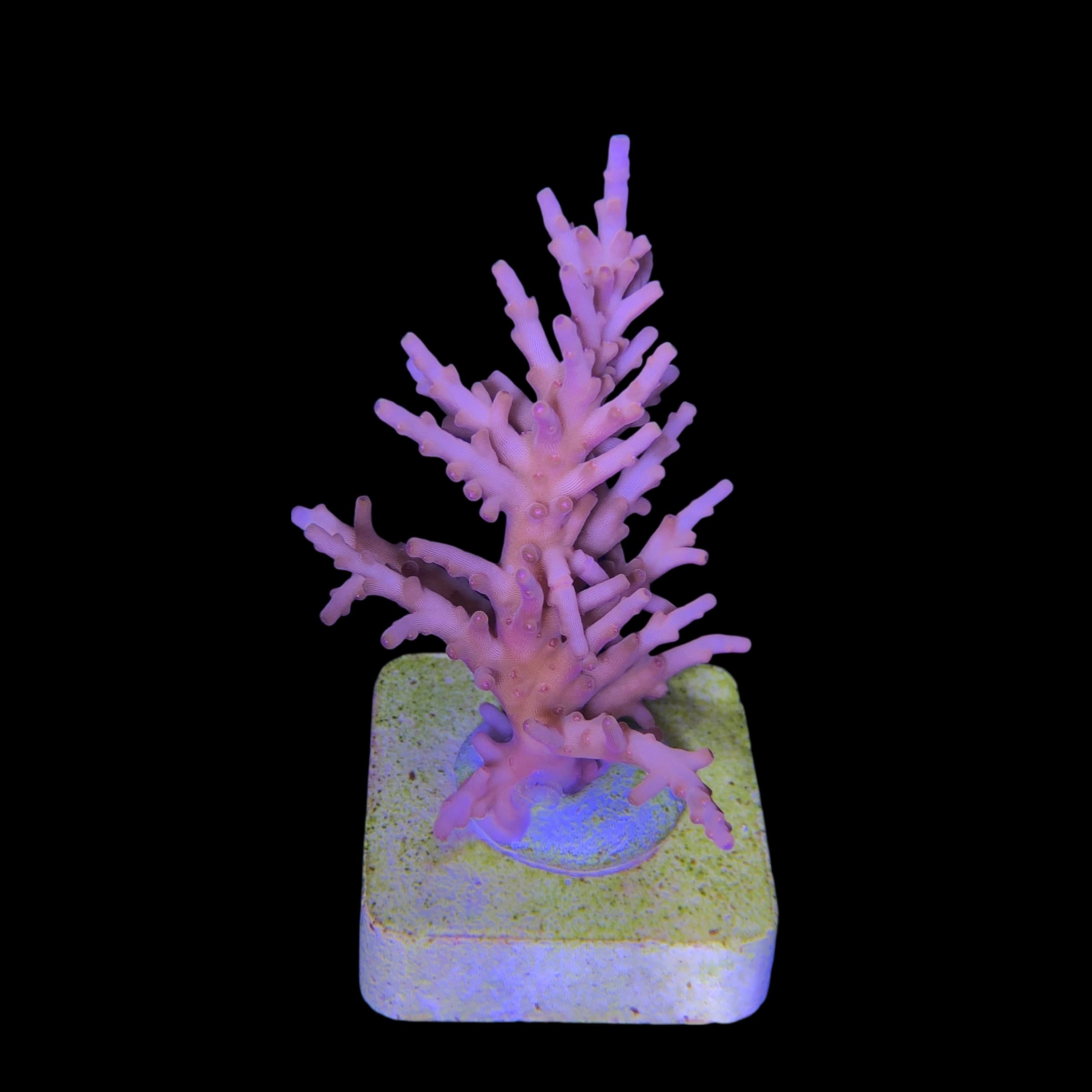 Golden Dragon M - Imagem 2