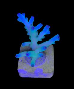 Granulosa Northern Lights M