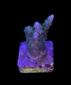 Horrida Green M NOVIDADE