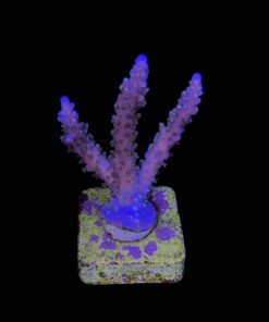 1.1.83 Horrida Purple M