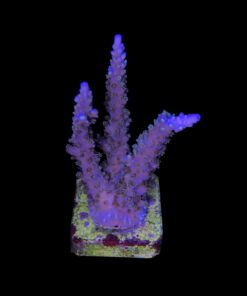 1.1.83 Horrida Purple