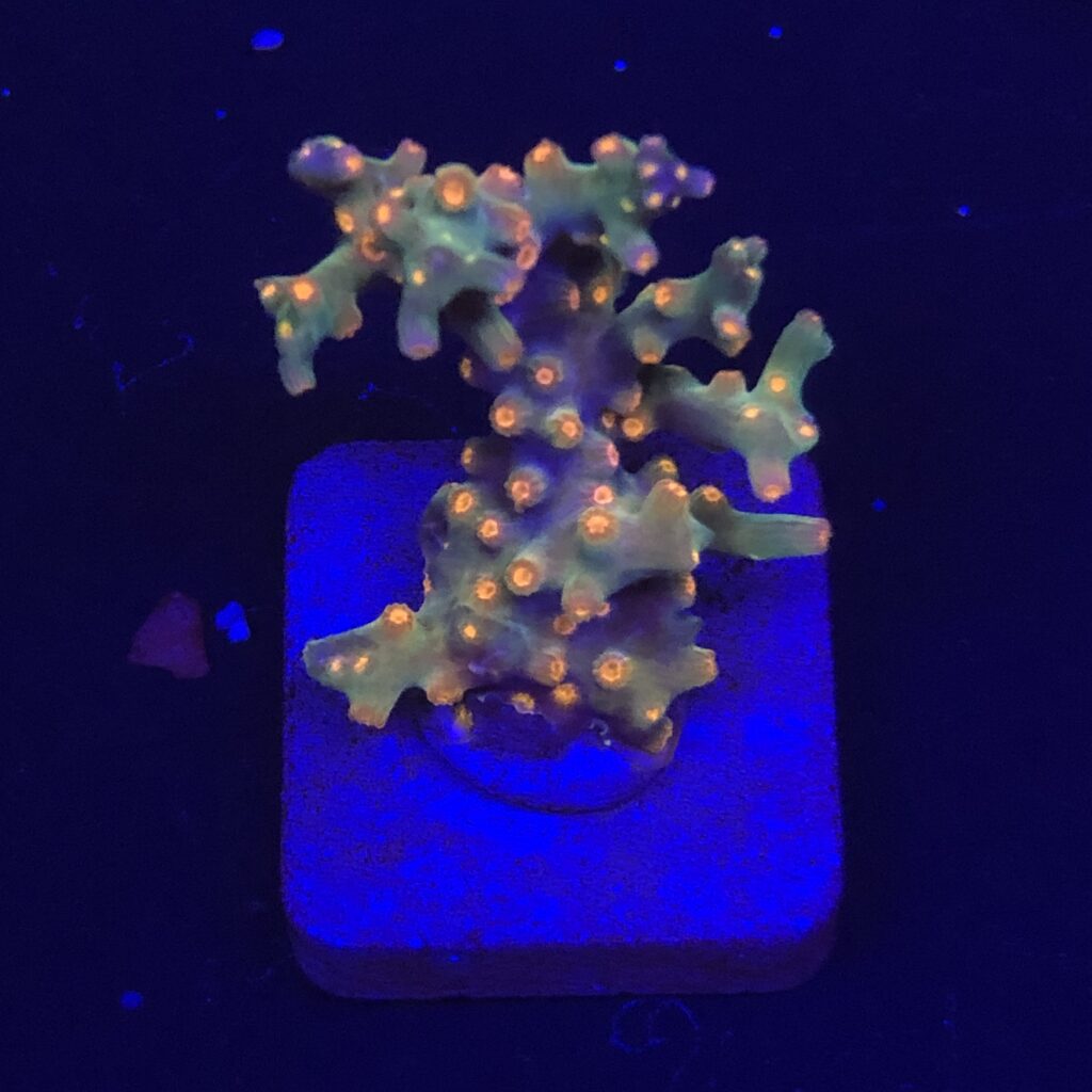 Ocyan